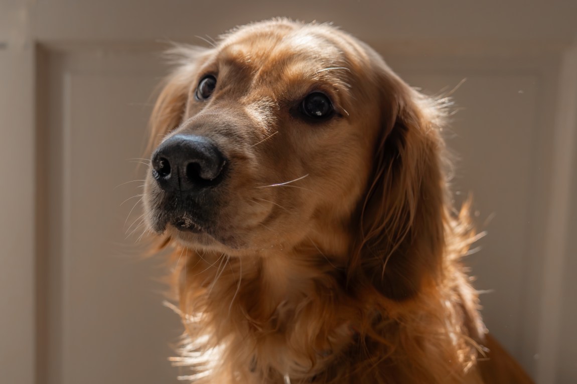 Pet photography